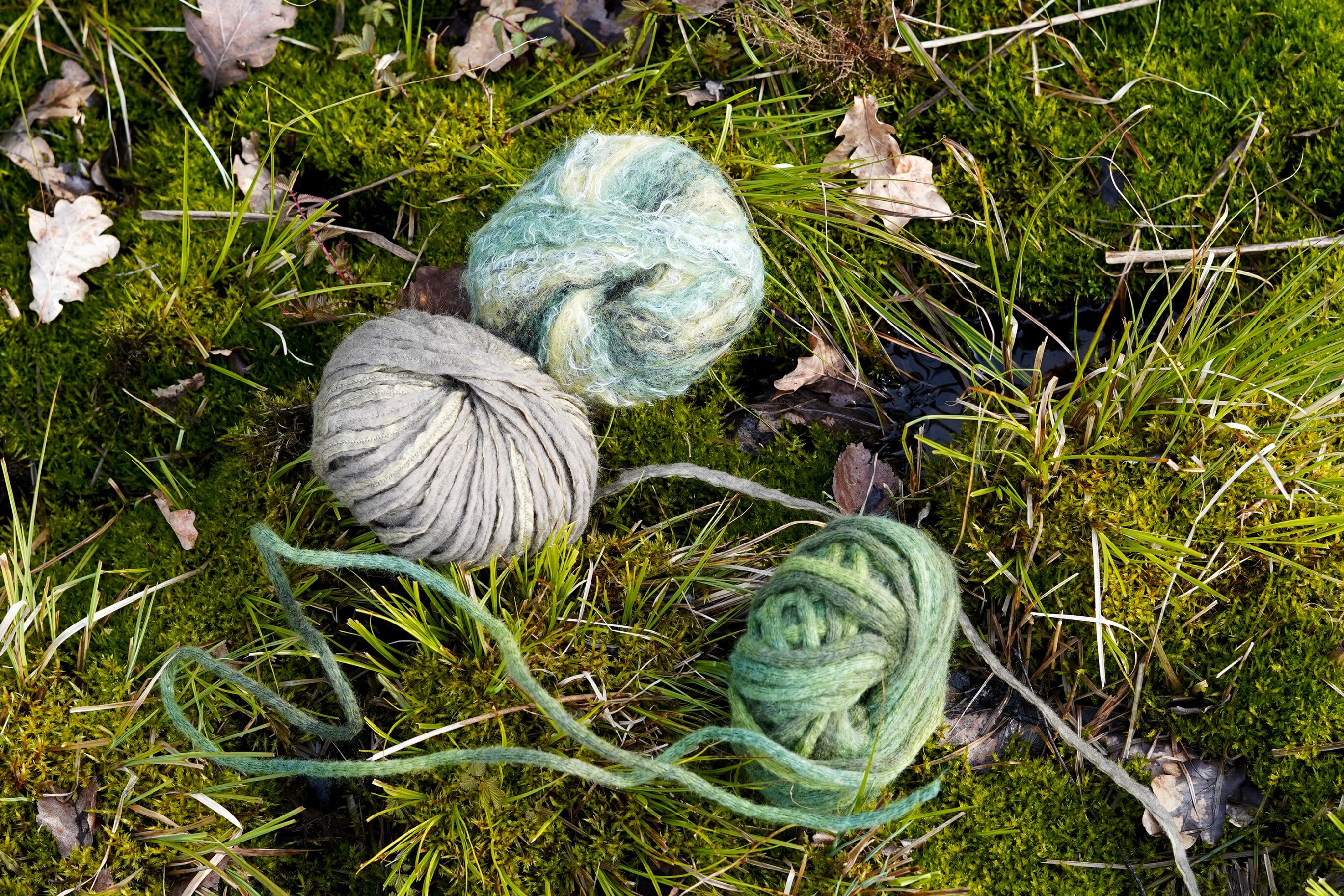 Wolle im Moor. Widdumer Moos. April 2024. Fotografiert von Riva Pinto