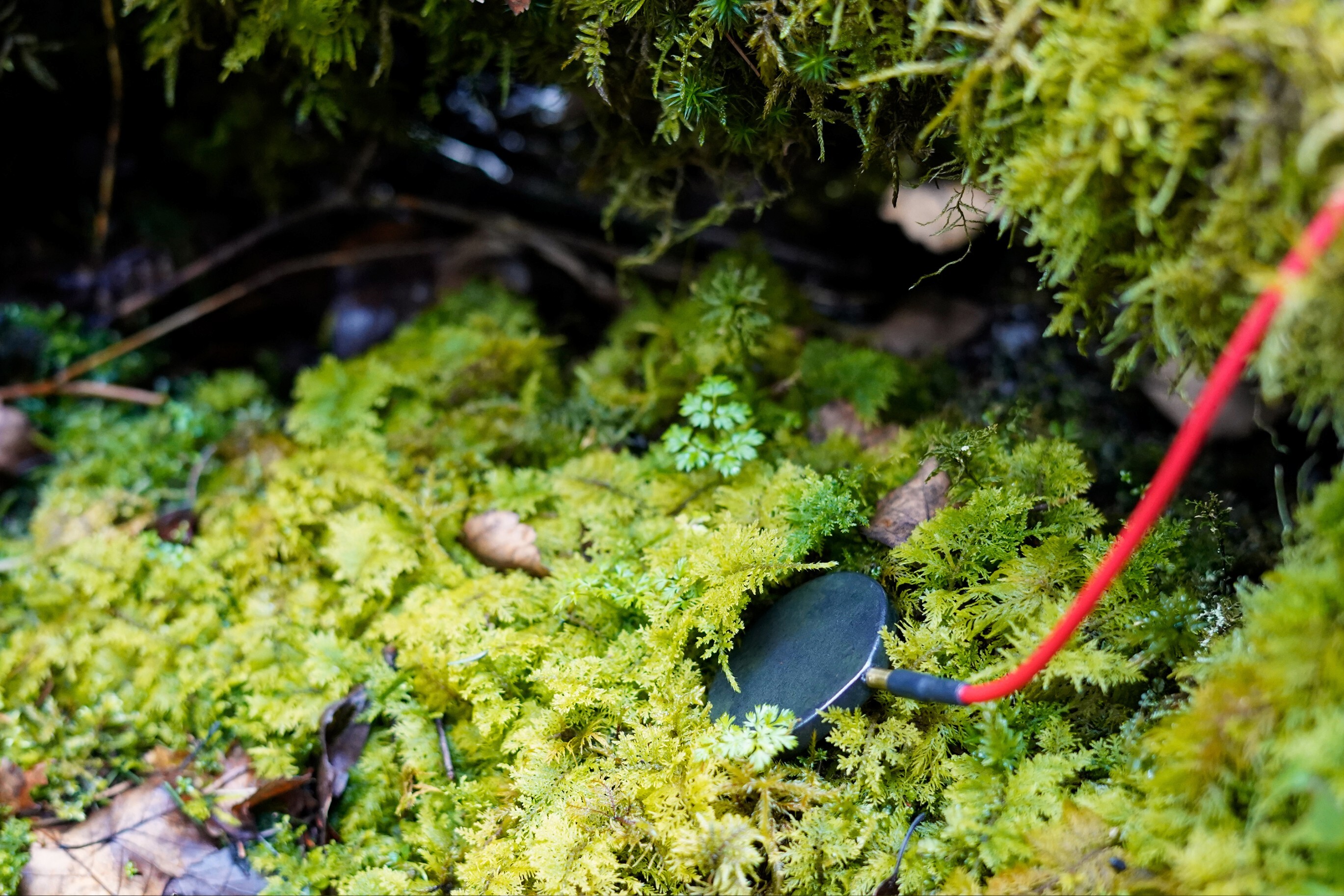 Kontaktmikrofon im nassen Moos. Widdumer Moos. April 2024. Fotografiert von Riva Pinto