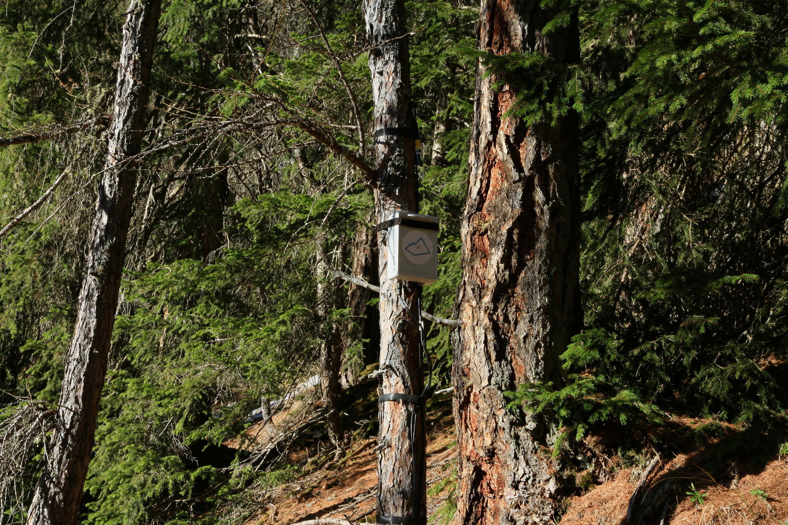 Acoustic Sensor installation on a tree (ACLA Soundscape Research Project), Safiental Graubünden, Dec 2023, Photo taken by Jolanda Jerg