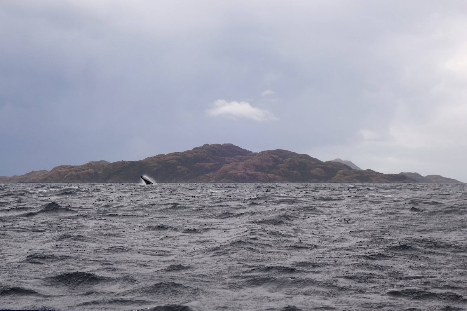 Interfacing Ecologies || Raviv Ganchrow || 10 April 2025 || 17.00 on Zoom