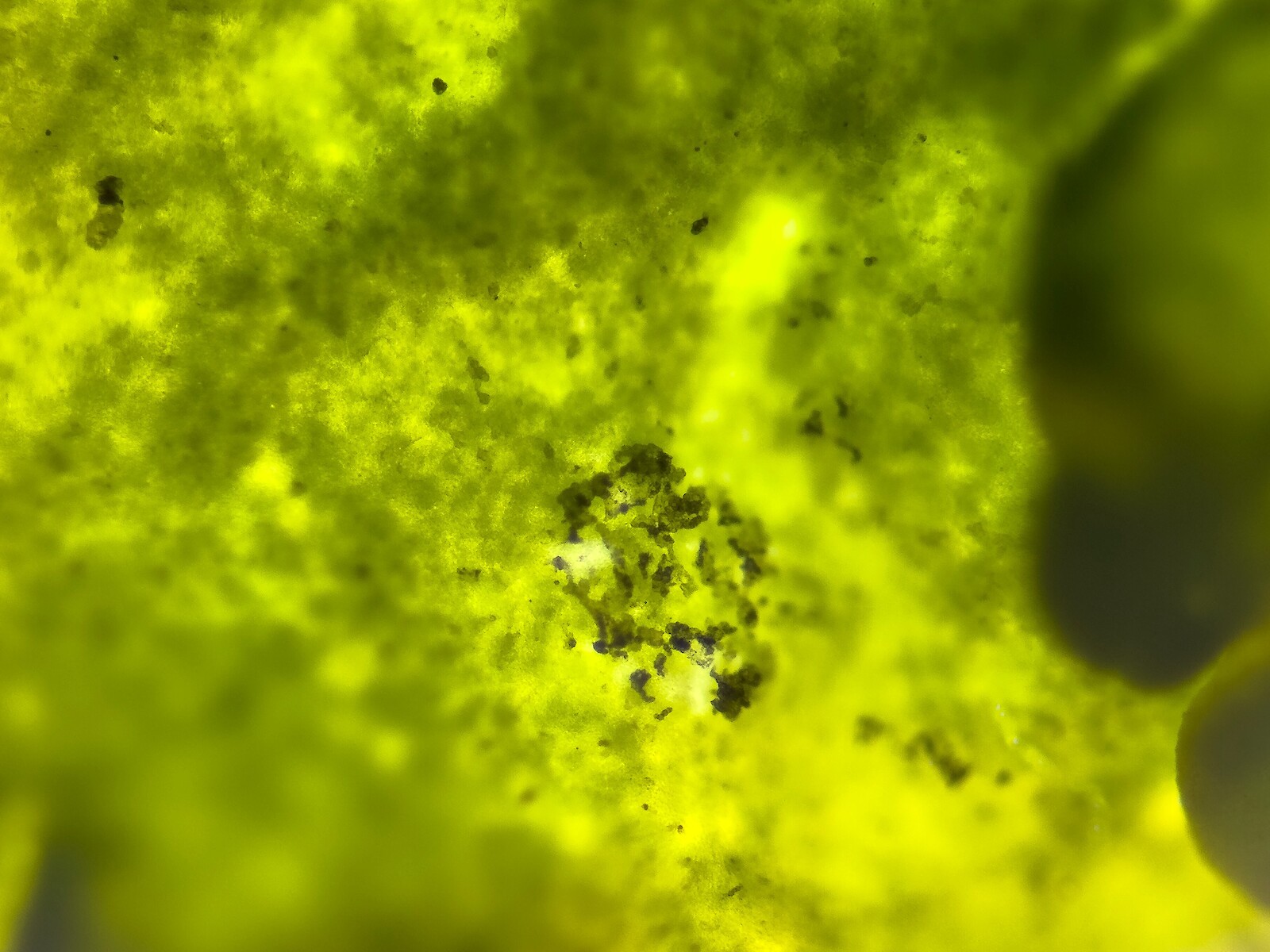 "Proto Lichen". Vera Bardin, Massimo Bordogna, Leon Junge, Sacha Schwarz