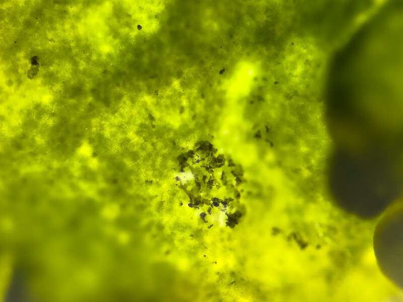 "Proto Lichen". Vera Bardin, Massimo Bordogna, Leon Junge, Sacha Schwarz