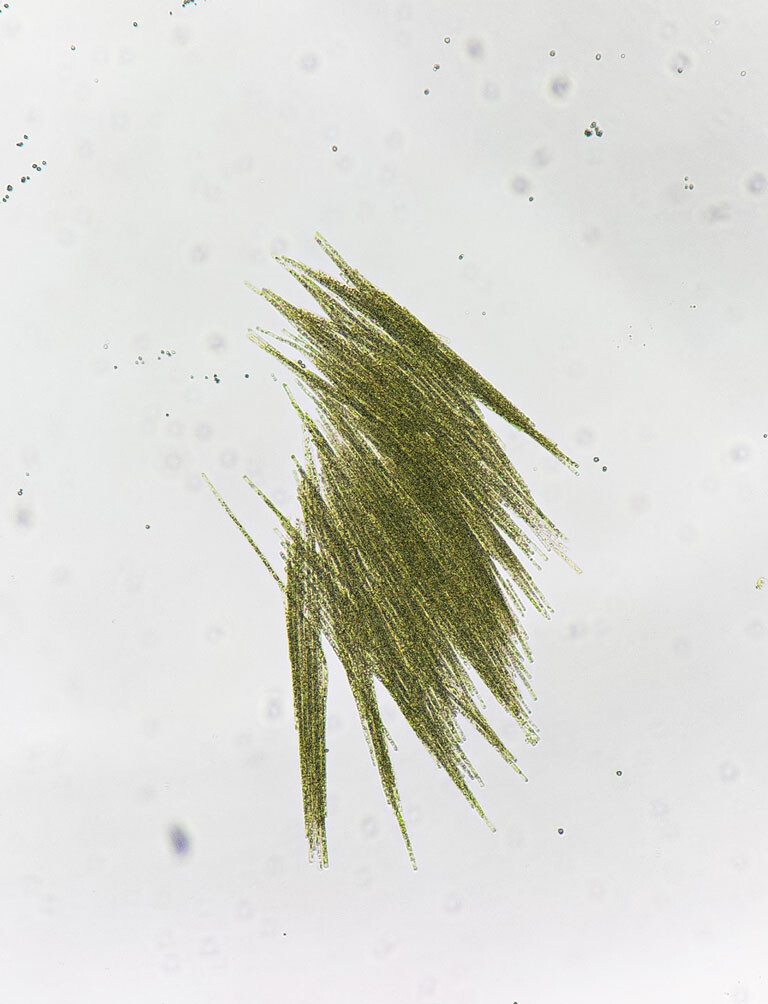 Bioregional Curriculum