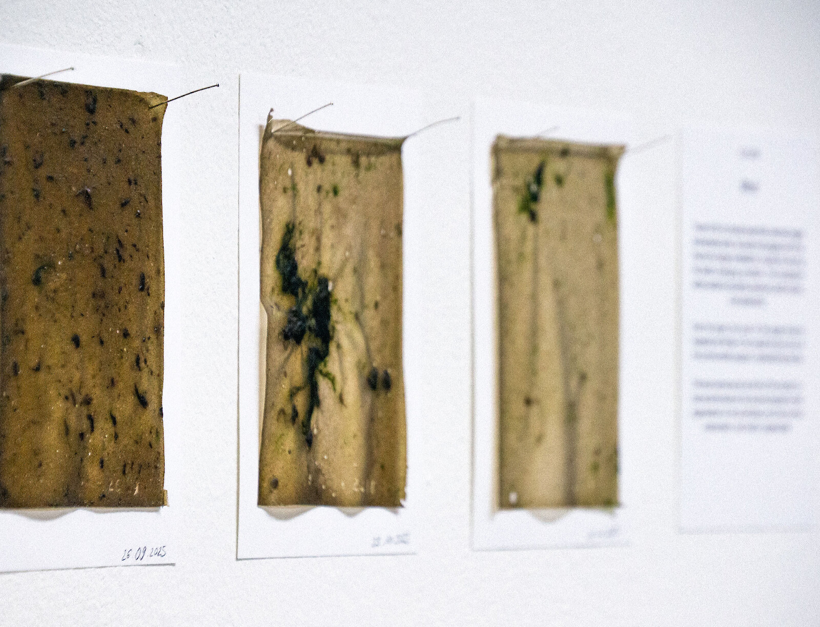 Bioregional Curriculum