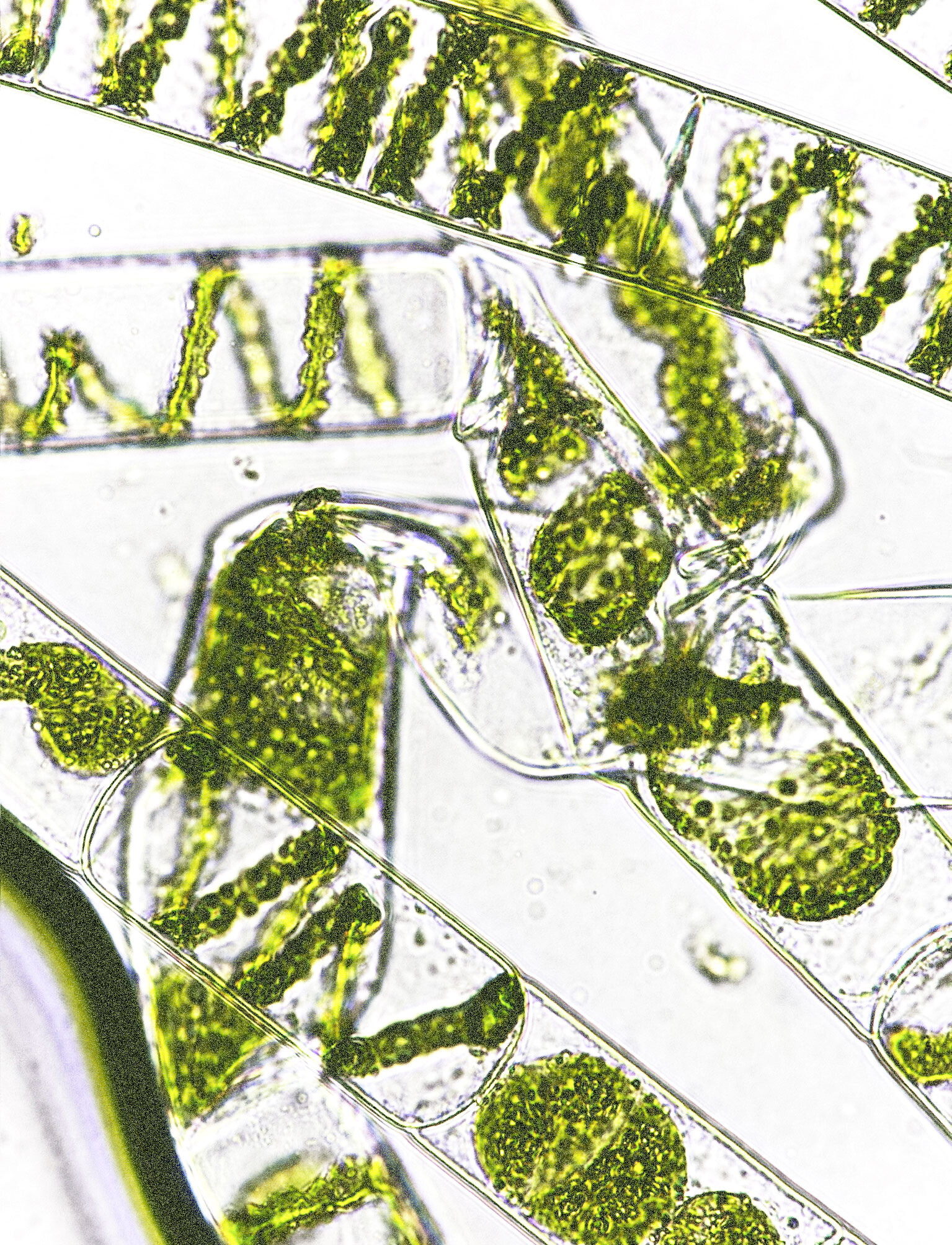 Bioregional Curriculum