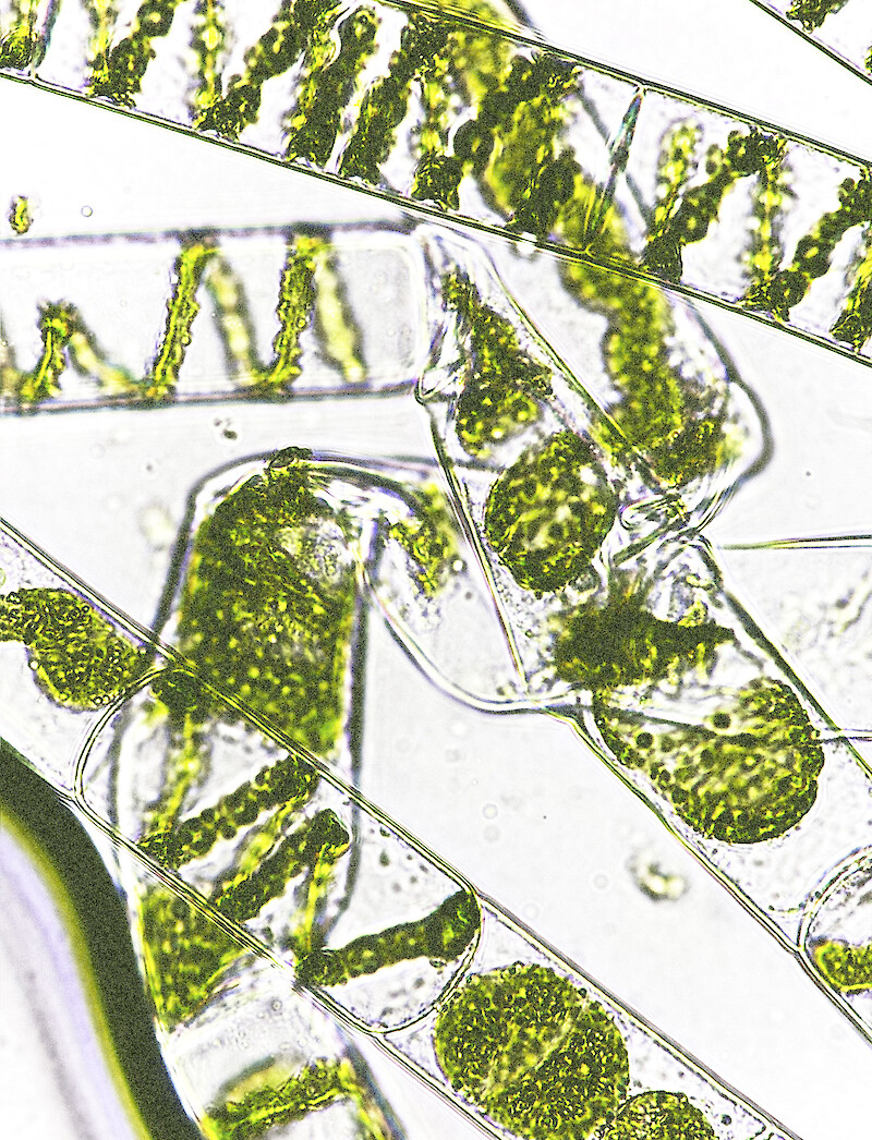 Bioregional Curriculum