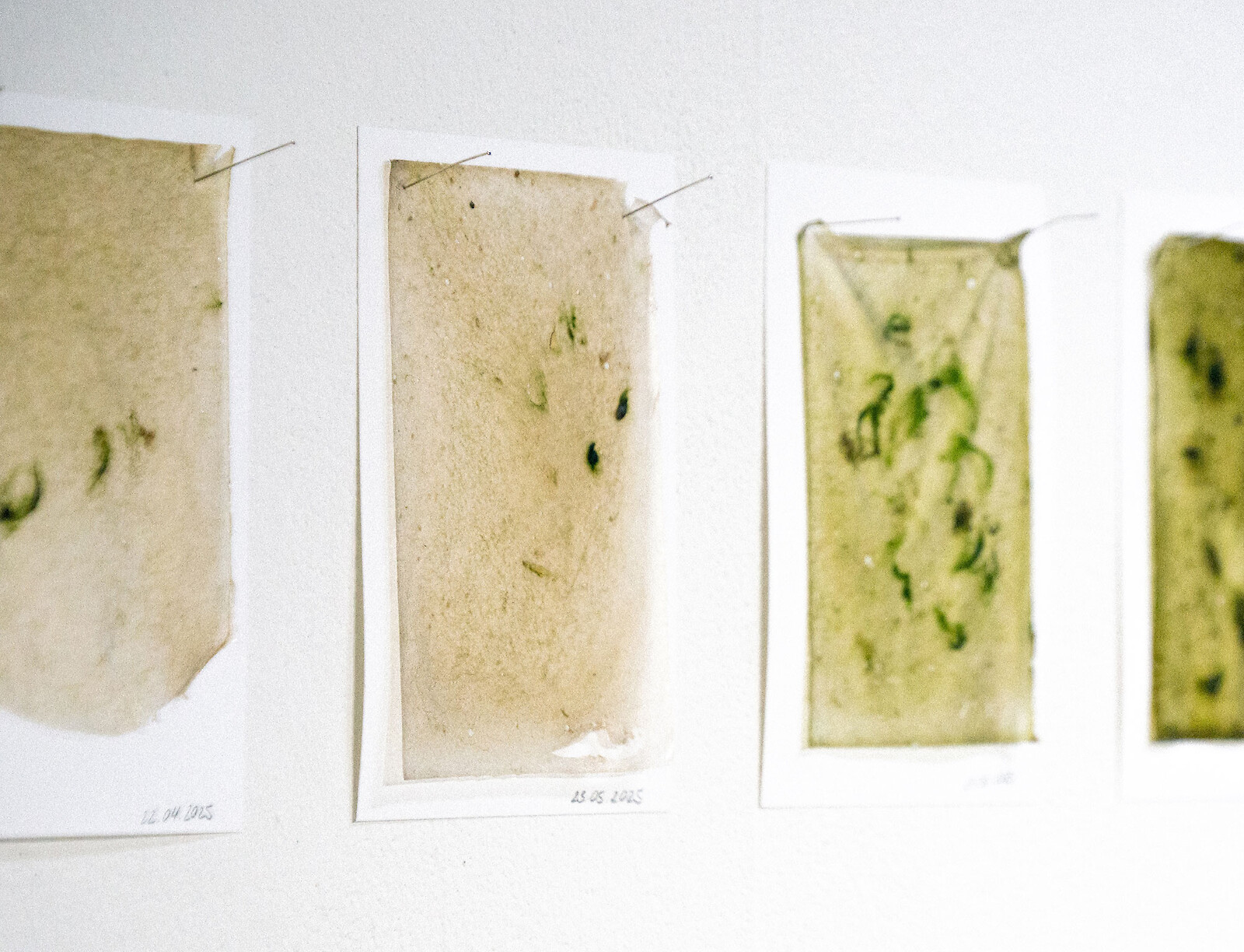 Bioregional Curriculum