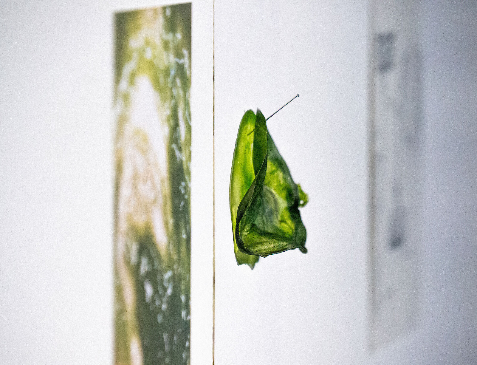 Bioregional Curriculum