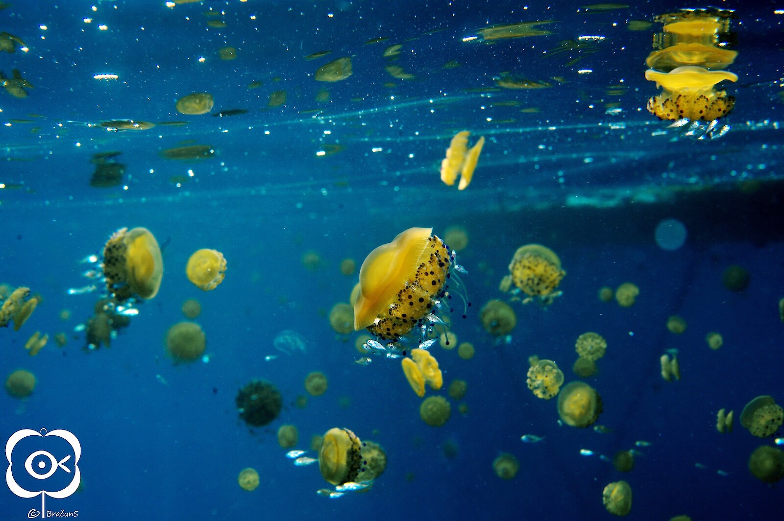 Interfacing Ecologies || Sandra Bračun || 27 June 2025 || 17.30 on Zoom