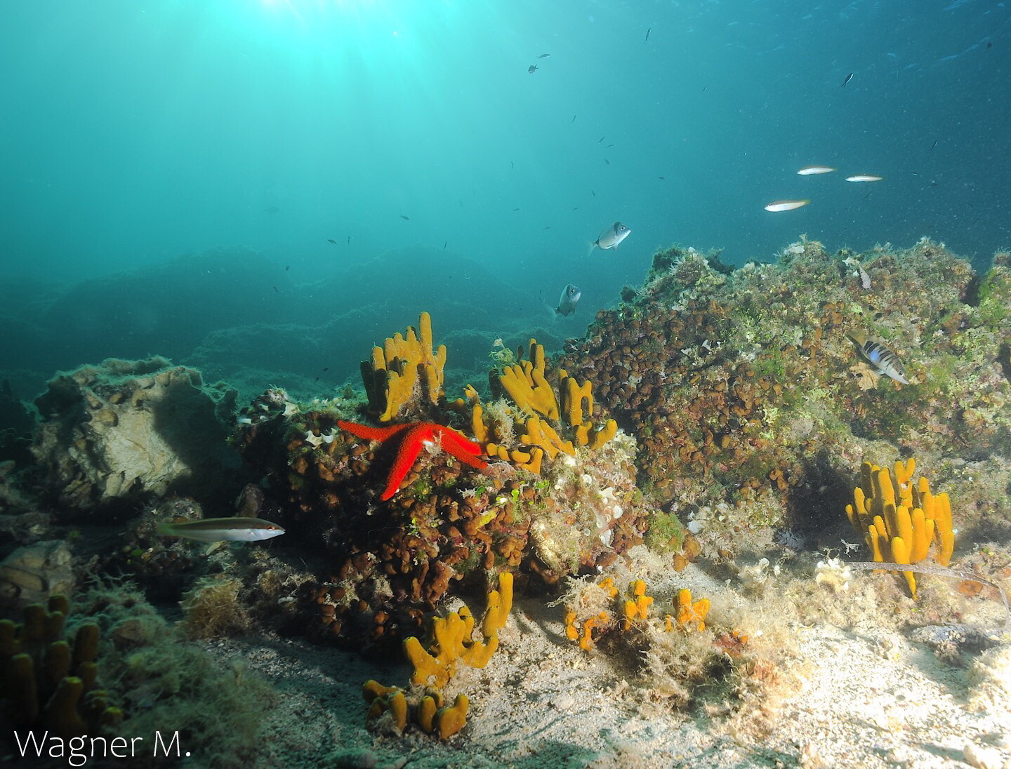 Interfacing Ecologies || Sandra Bračun || 27 June 2025 || 17.30 on Zoom