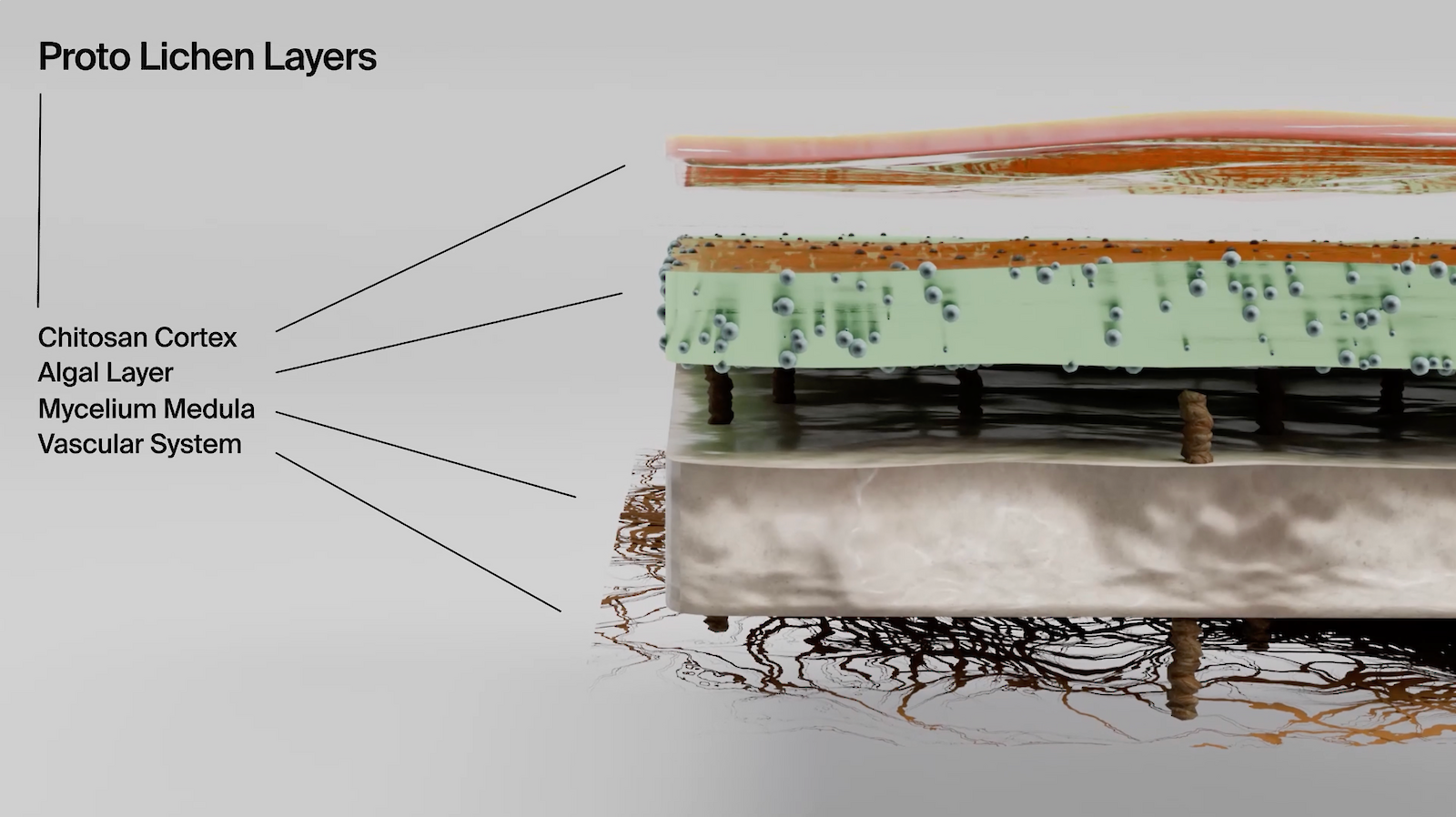 Proto-Lichen