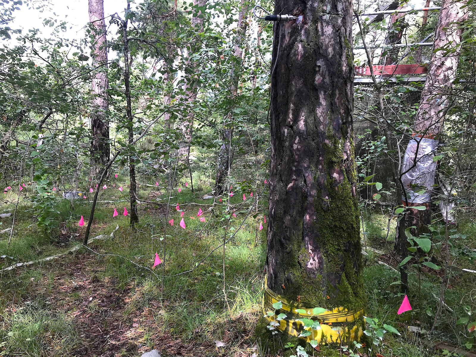 Interfacing Ecologies || Rasa Smite || 25 November 2025 || 17.00 – 18.30 || Cinema 3.G02