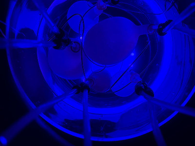 Aquaoism || Dingyue Zhang & Hsin-Yi Lin || Aquaoism is a speculative scientific religion set in a future shaped by a climate crisis due to human's unlimited exploitation of resources. A living altar, where multiple species meet, representing a collection of non-human intelligence as a new source of wisdom.
