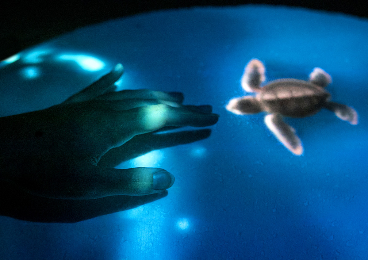 Shelly – Living with the sea