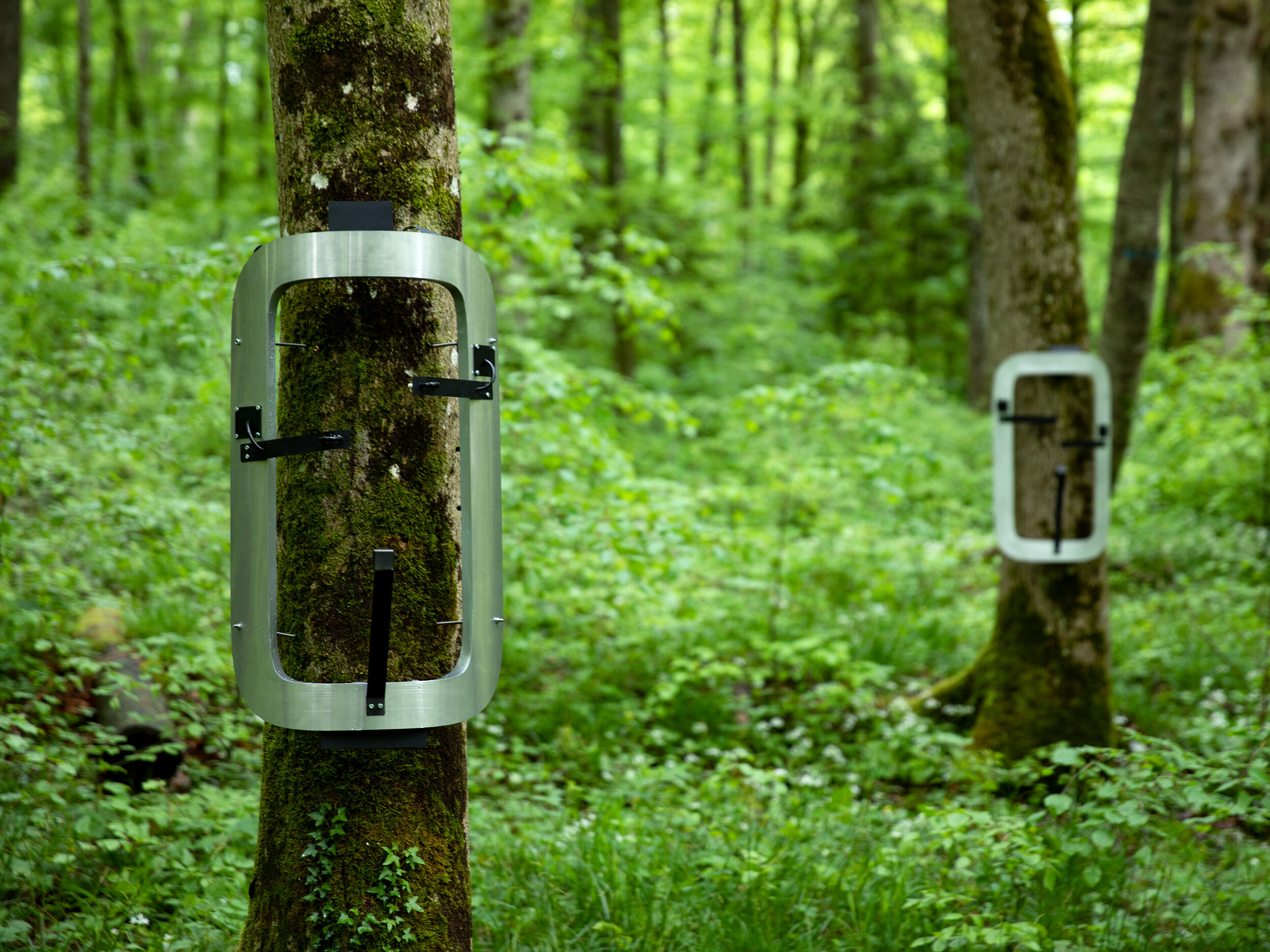 Dialoguing with Ecologies