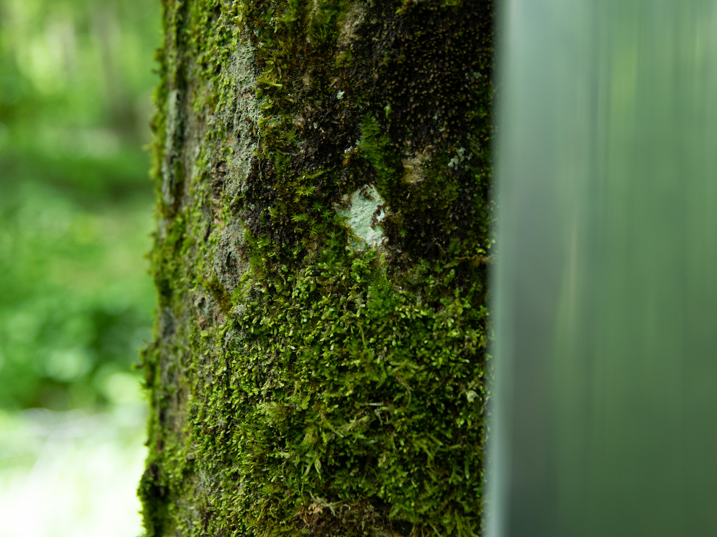 Dialoguing with Ecologies