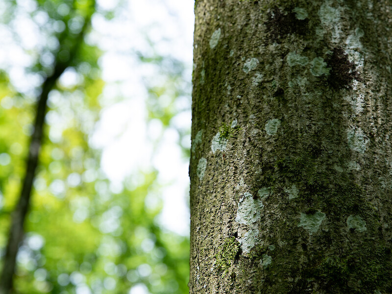 Dialoguing with Ecologies