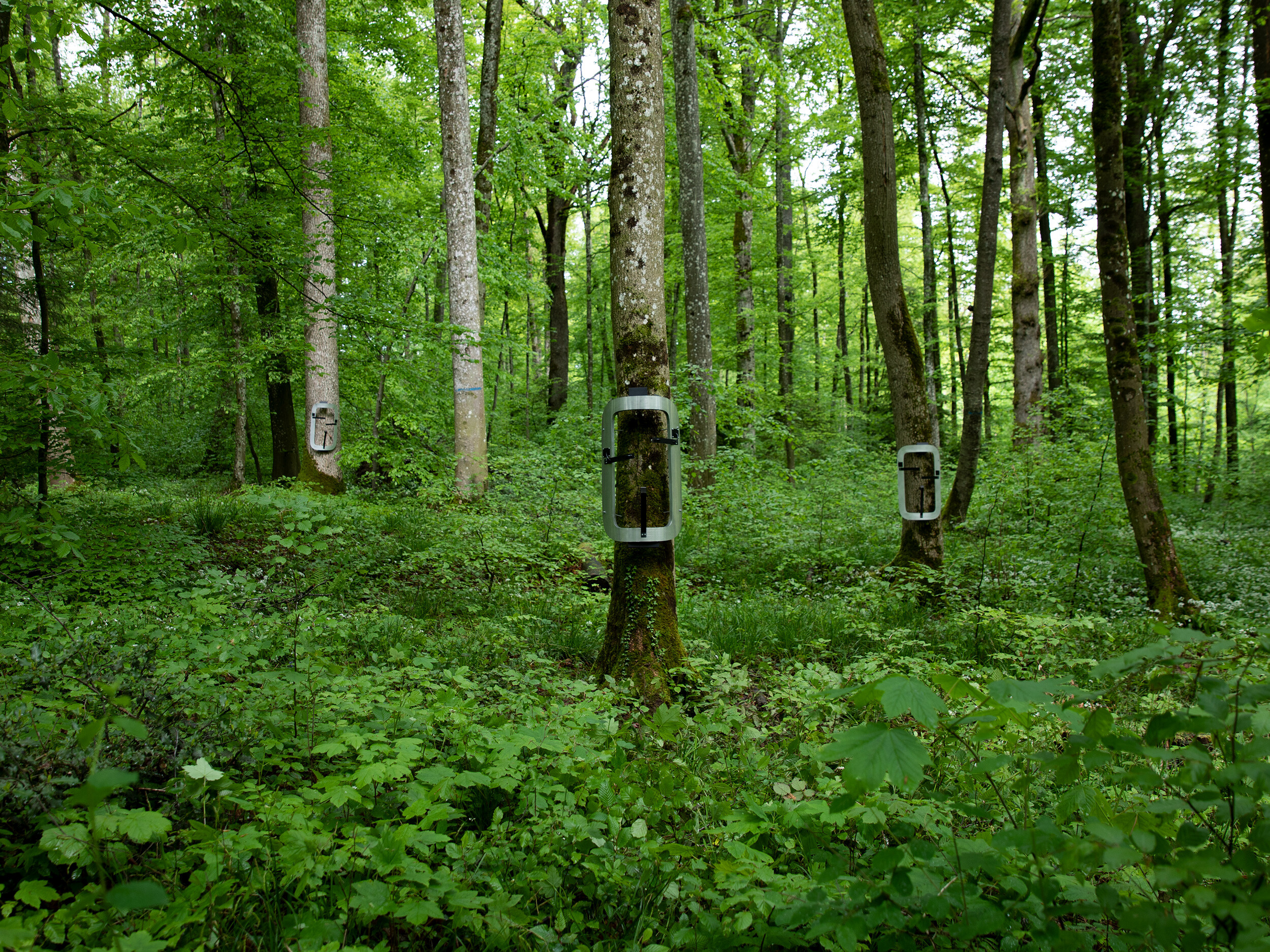 Dialoguing with Ecologies