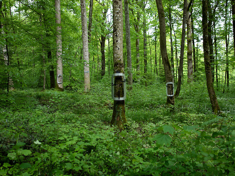 Dialoguing with Ecologies