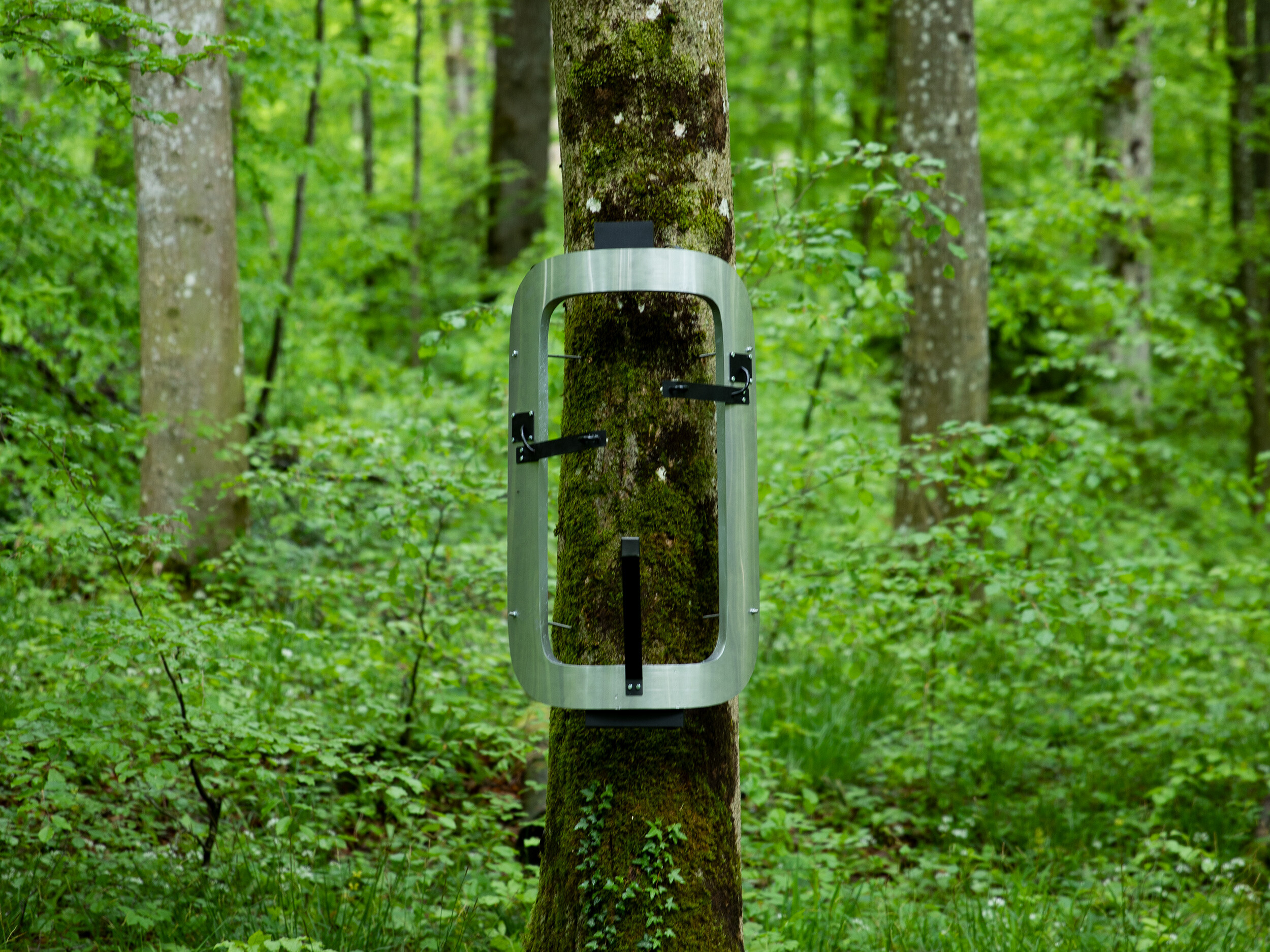 Dialoguing with Ecologies