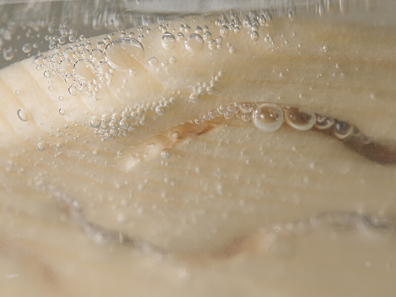 Yeast Buddy