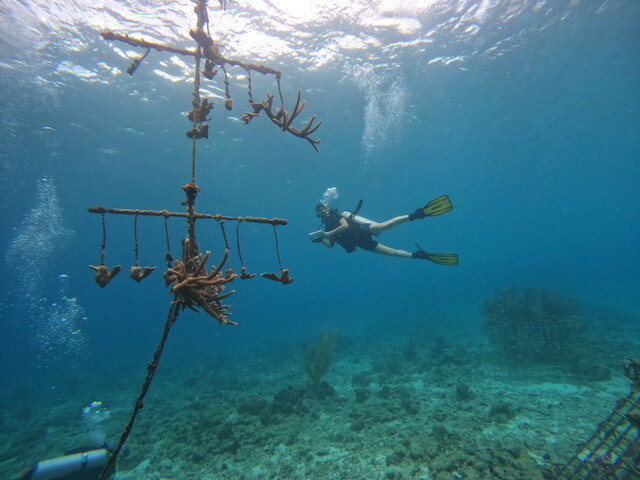 Rasa Weber: Designing (in/with) the Ocean || Sustainability Science Dialogue || Do 10.03.2022