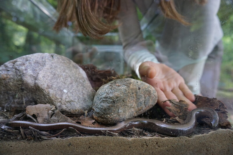 Slowworm with cobbles, A.Toland, 2020