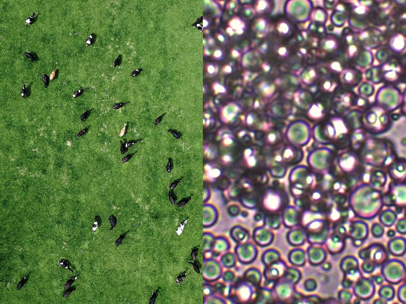 Mona Baiutti, White Gold, MA 2022