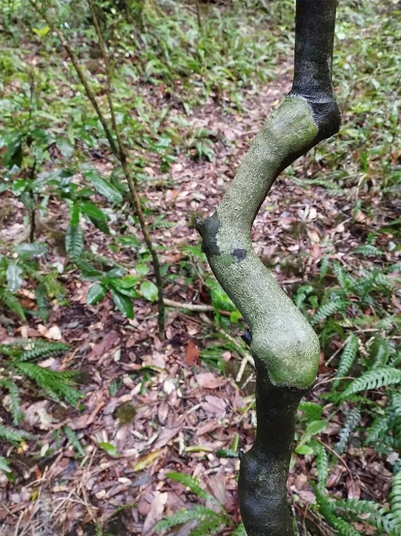 Branch Renewal. Photo: Antonia Perez Wagner