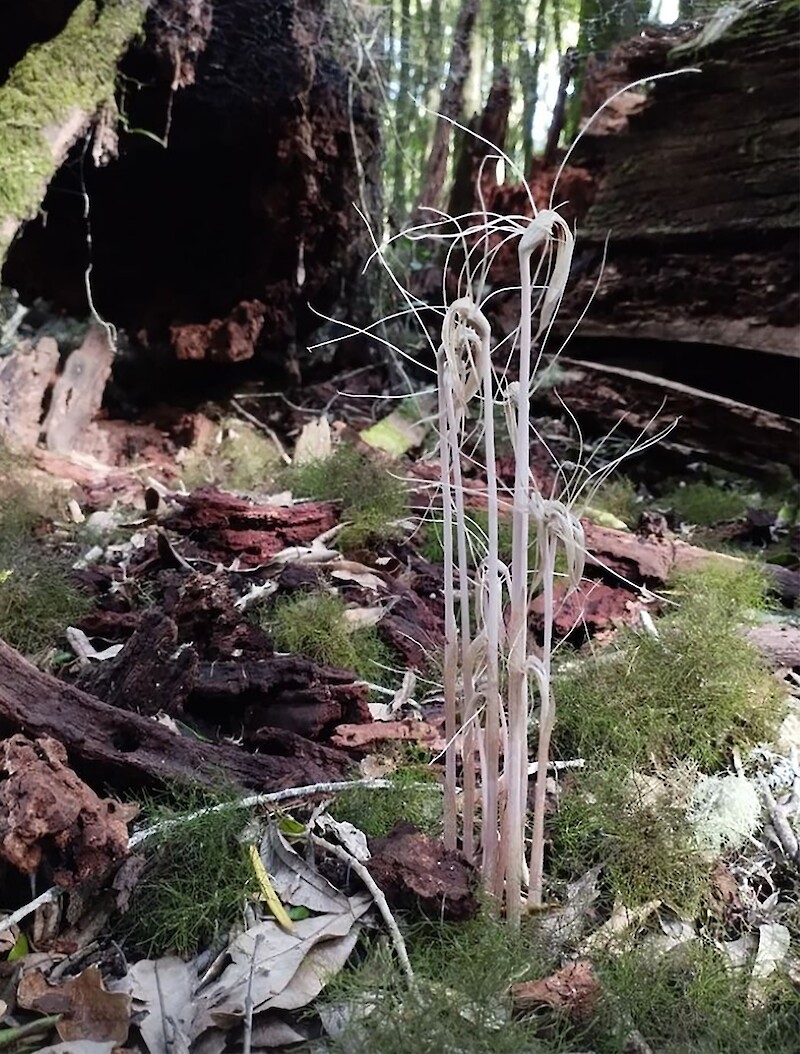 Arachnitis uniflora, commonly known as the spider flower. Photo: Antonia Perez Wagner