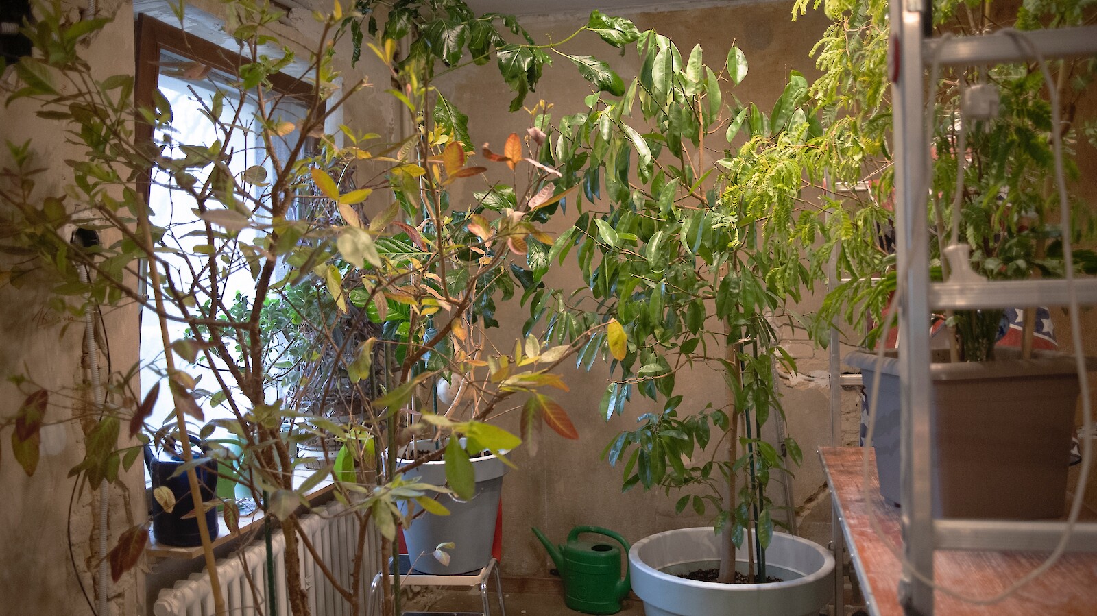 Vietnamese Immigrating Garden. Berlin. 2023 Tuan Mami