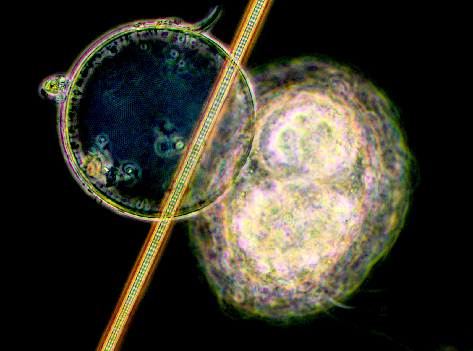 Images by Anthea Oestreicher, 2023