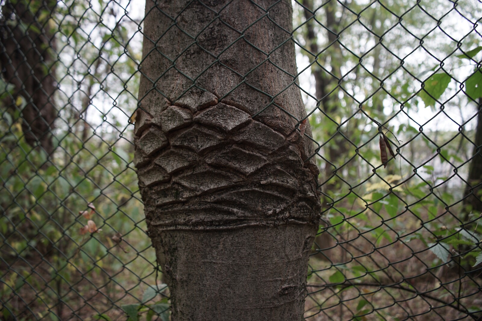 Interfacing Ecologies || Andrea Zaccuri & Lorenzo Fassi || 03 May 2023