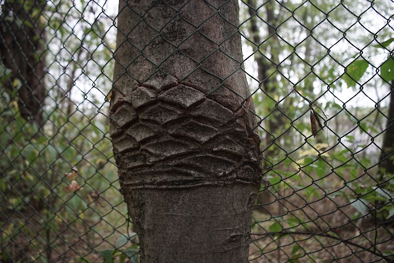 Interfacing Ecologies || Andrea Zaccuri & Lorenzo Fassi || 03 May 2023