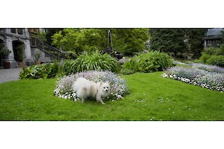 Vulpes uses his sense of smell and his aromas to exchange information.