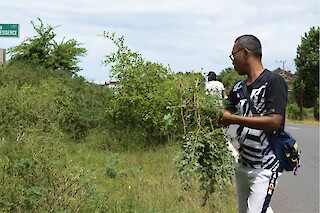 Harvesting Indigo Leaves on the Side of the Road, Shafira Nugroho, 2023