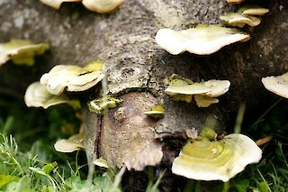 Mushrooms growing from a log in the wild in opposition to the industrial landscape.