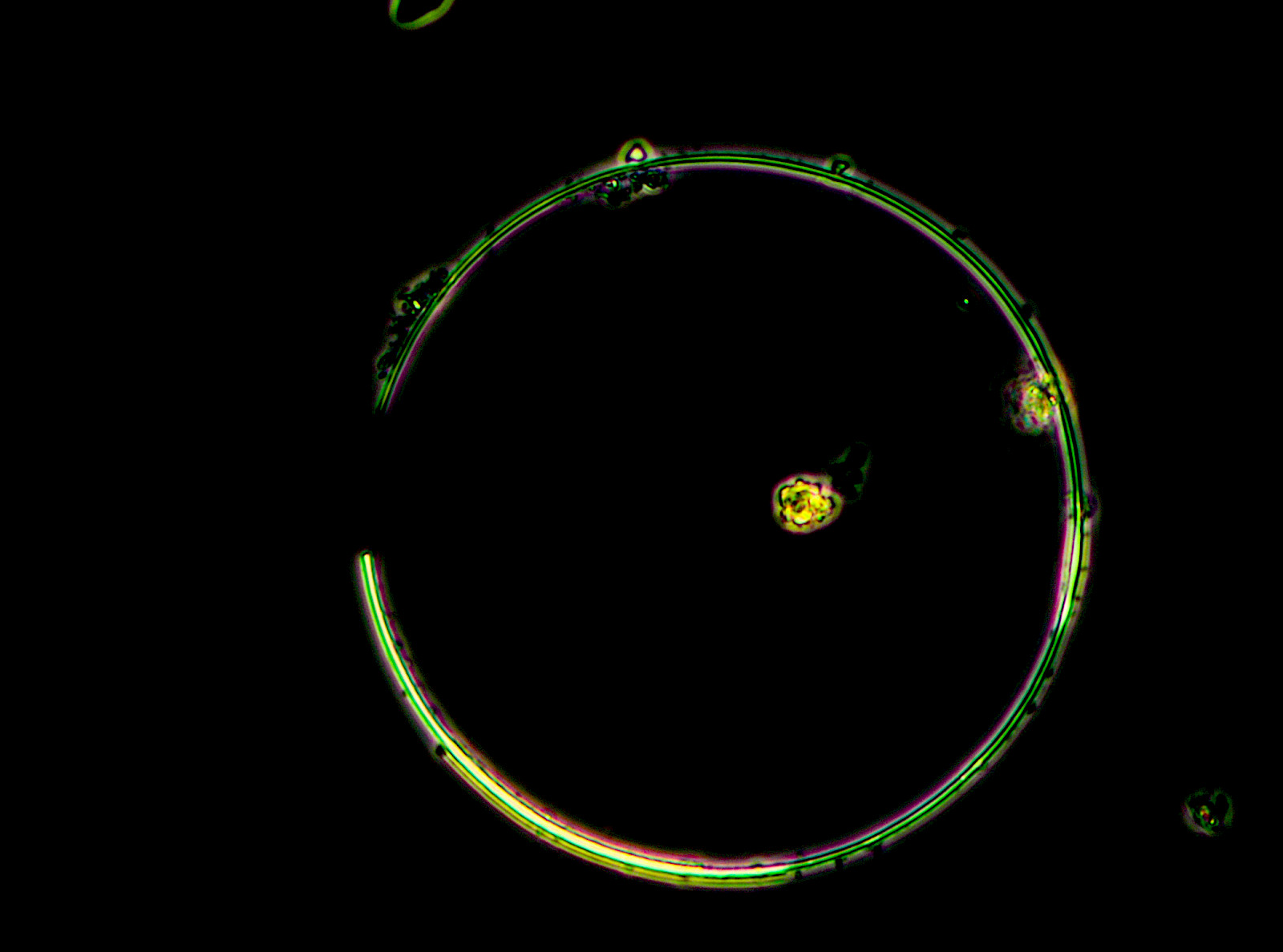 Anthea Oestreicher, Phd Candidate