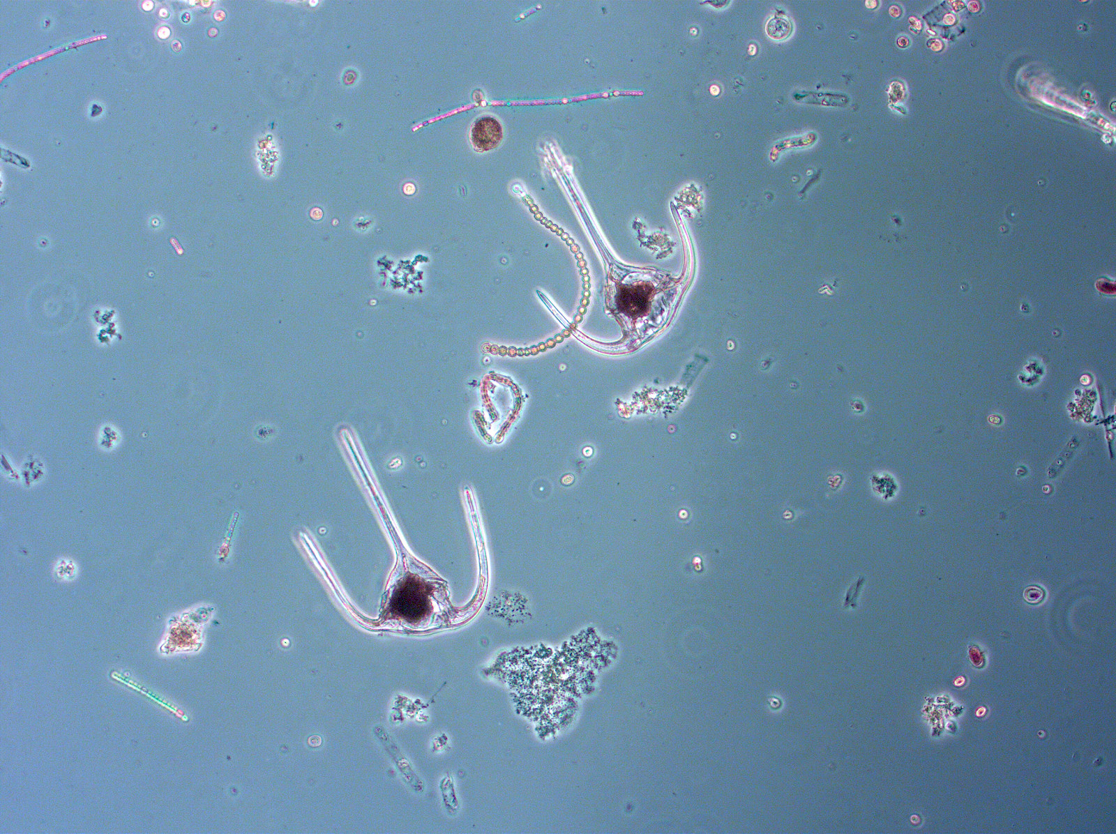 Open PhD Position | SNF Project «Interfacing the Ocean»