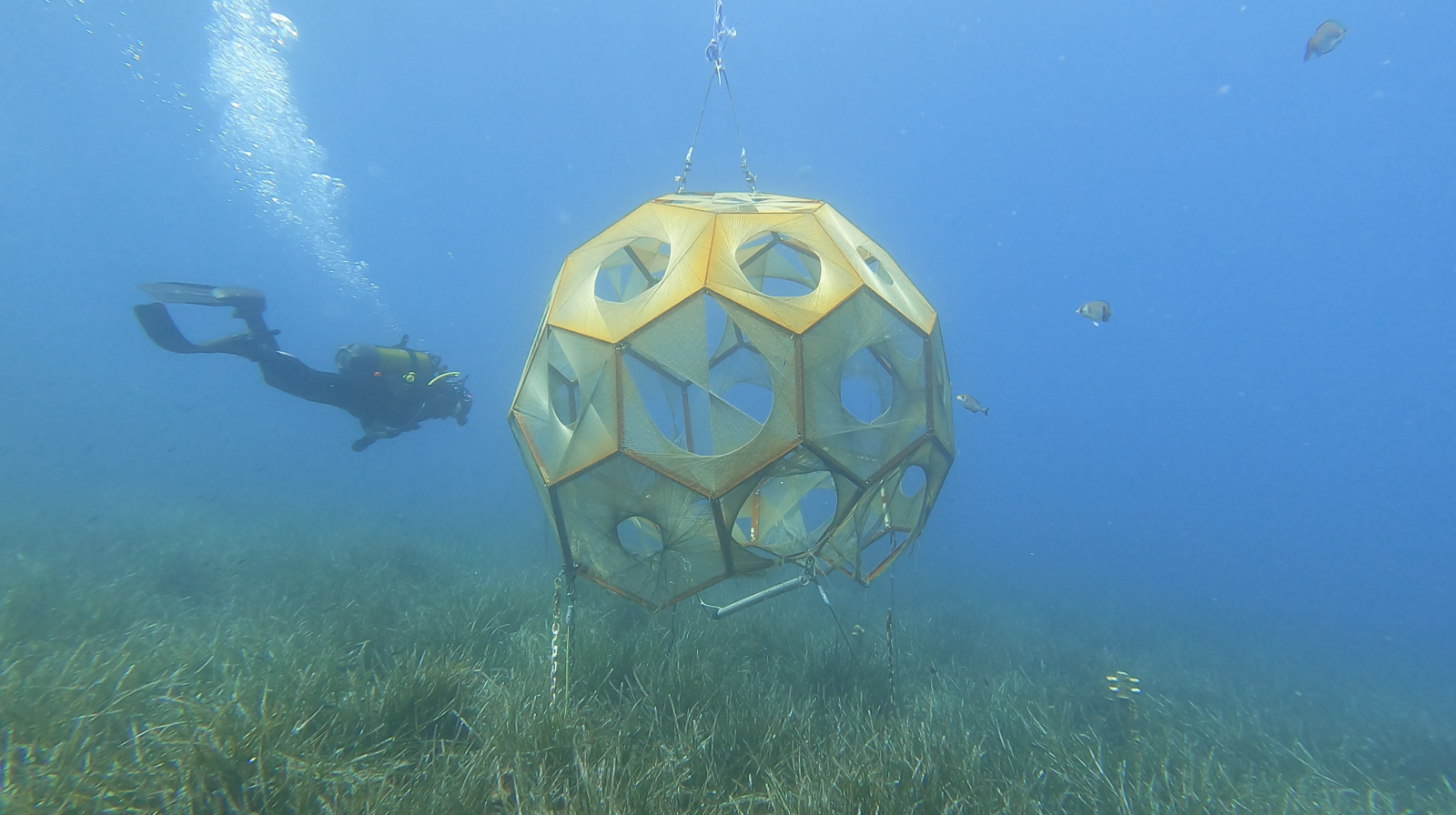 Rasa Weber, Phd Candidate