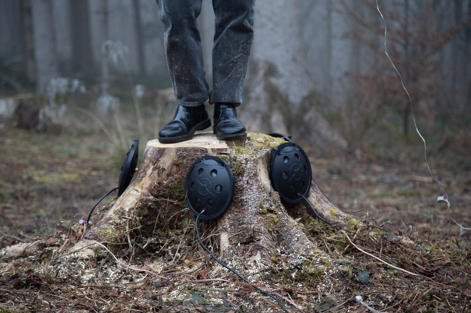 Shaking Tree Memories. Caja Peters, Victoria Papagni and Luca Somm. 2025