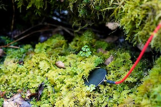 Kontaktmikrofon im nassen Moos. Widdumer Moos. April 2024. Fotografiert von Riva Pinto