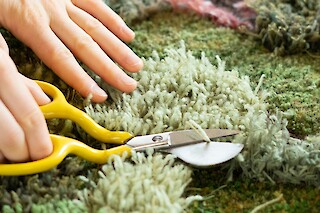 Nahaufnahme einer Entenschnabelschere. Mai 2024. Fotografiert von Petra Maue-Pinto