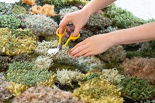 Der Moos-Teppich wird mit einer Entenschnabelschere nachbearbeitet. Mai 2024. Fotografiert von Petra Maue-Pinto