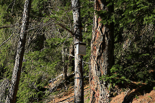 Acoustic Sensor installation on a tree (ACLA Soundscape Research Project), Safiental Graubünden, Dec 2023, Photo taken by Jolanda Jerg