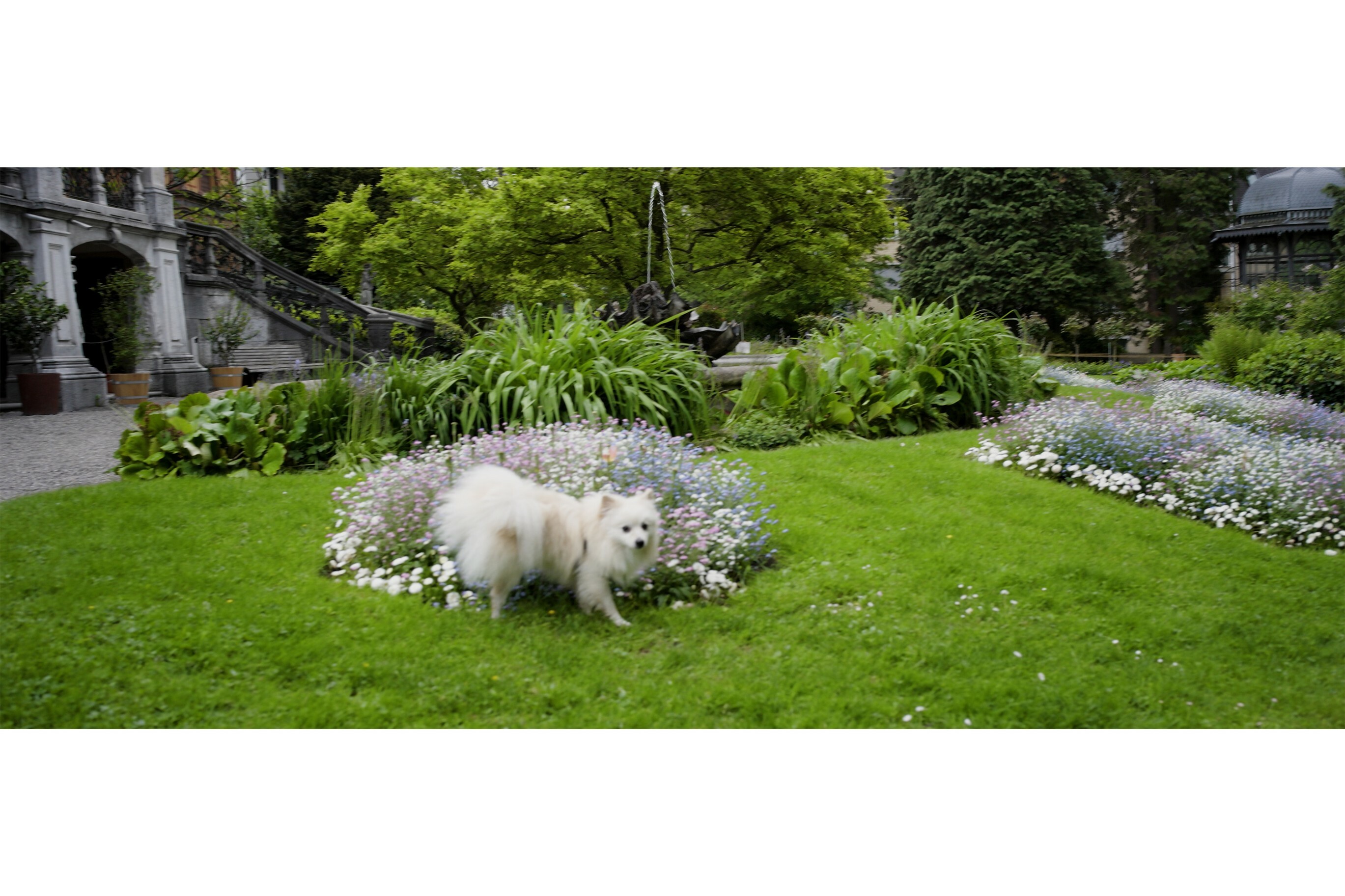 Vulpes uses his sense of smell and his aromas to exchange information.