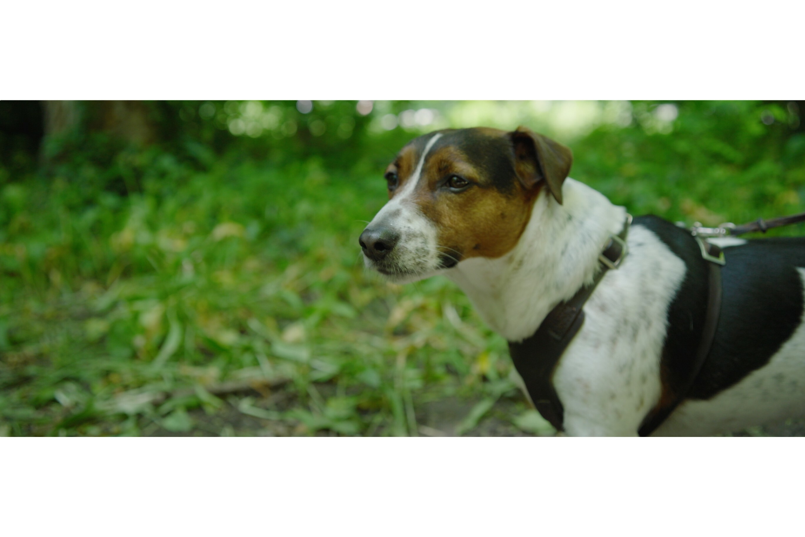 How do humans shape the perception of the world for dogs?