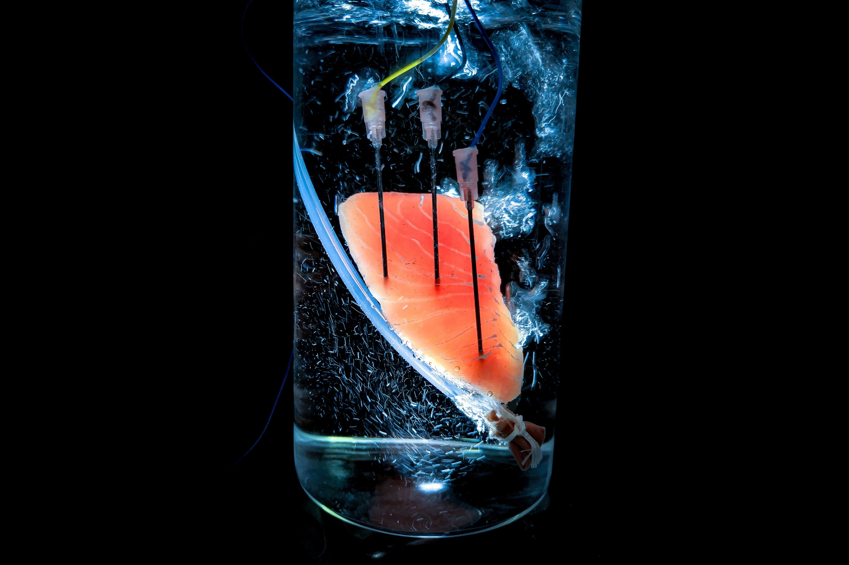 Ein Bioreaktor, in dem künstliches Lachsfilet gezüchtet wird.