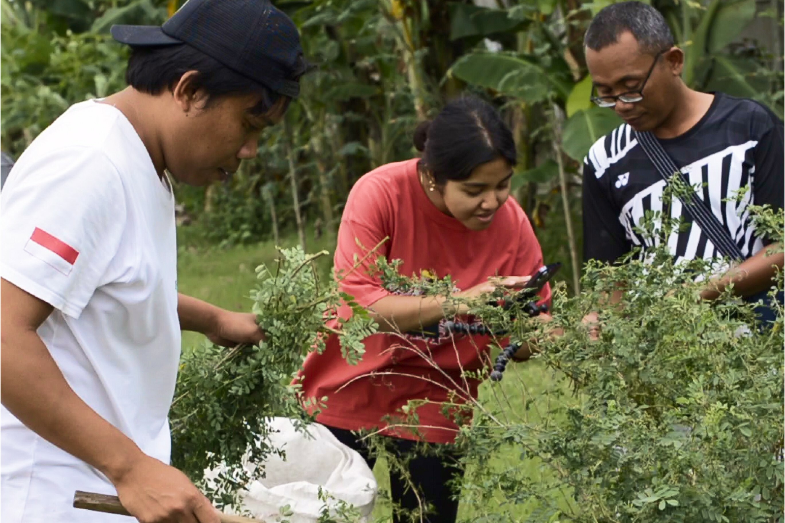 Livestreaming Indigo Harvest Workshop, Shafira Nugroho, 2023