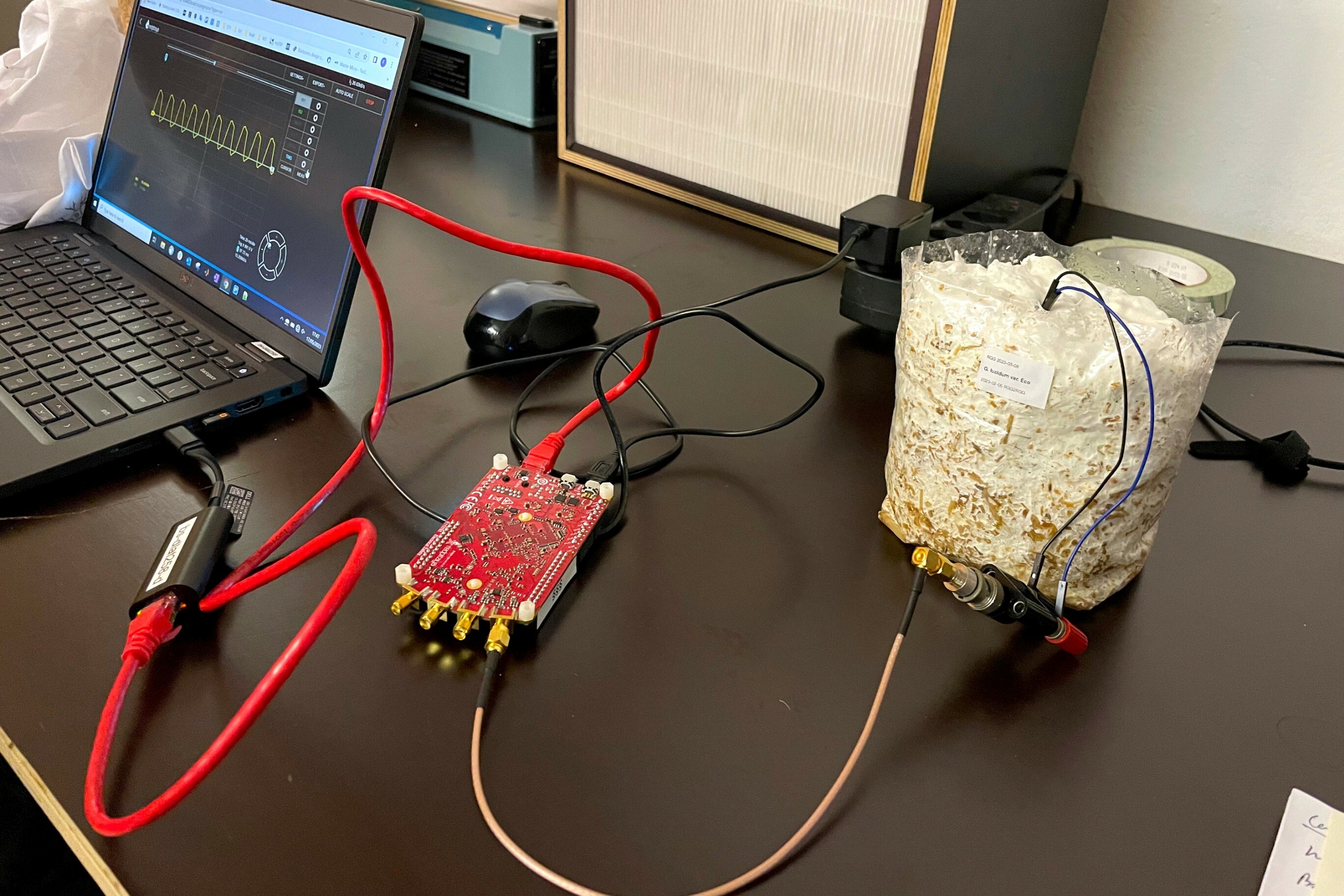 Experiment conducted with a researcher from BEL laboratory to test the abilities of fungi to communicate with electric signals.